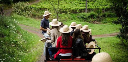 Dia do Vinho: Últimos dias para curtir as atrações da programação