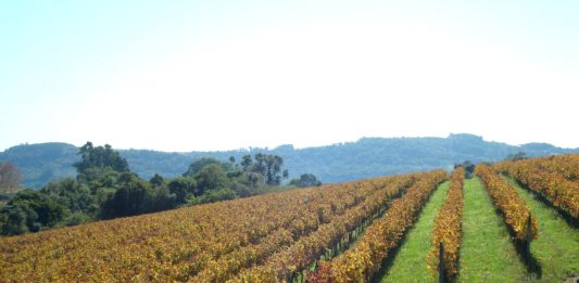Vinhos, negócios e turismo na Serra Gaúcha
