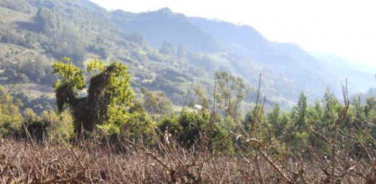 Destaque para produção de frutas em Carlos Barbosa