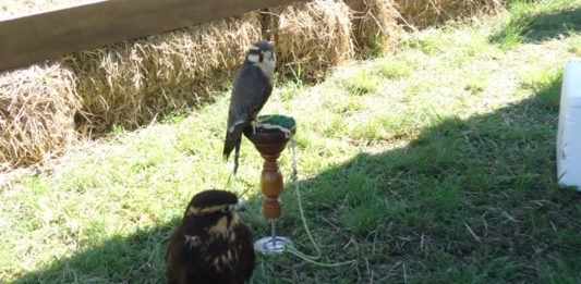 Pavilhão das aves retorna à Expointer