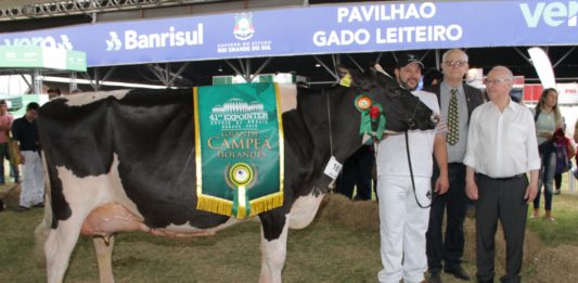 Vaca holandesa campeã da Expointer é de Salvador do Sul