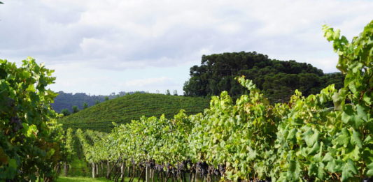 Vale no Bus: Panorâmico Vale dos Vinhedos: O novo atrativo de Bento Gonçalves