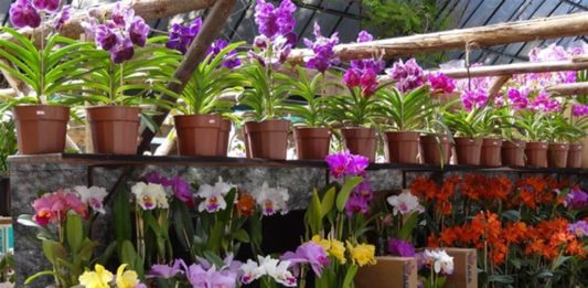 Exposição de Orquídeas ocorre neste fim de semana em Garibaldi