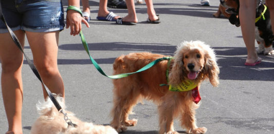 4ª CÃOminhada Focinho Amigo ocorre em Nova Petrópolis