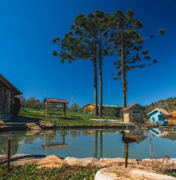 Primeiro parque de olivoturismo do Rio Grande do Sul será em Gramado