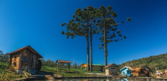 Primeiro parque de olivoturismo do Rio Grande do Sul será em Gramado
