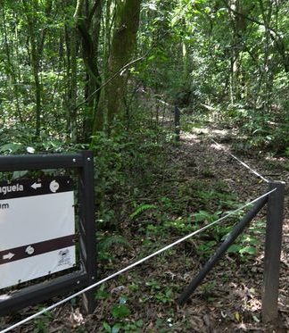 Parque Mato Sartori é opção de lazer com trilha que inclui mirante e pinguela