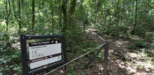 Parque Mato Sartori é opção de lazer com trilha que inclui mirante e pinguela
