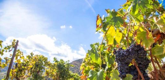 Entrevista: O aquecimento global ameaça os grandes vinhos