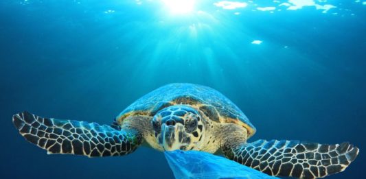 Entenda o impacto do plástico nos oceanos e no meio ambiente