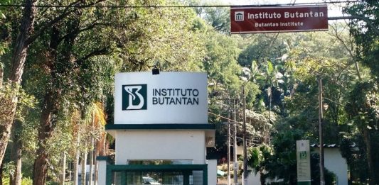 Pesquisadores brasileiros criam pomada contra picada letal de aranha