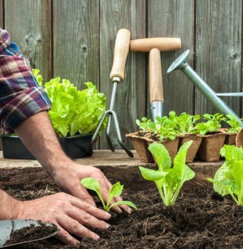 Horta caseira: o impacto da alimentação natural na saúde