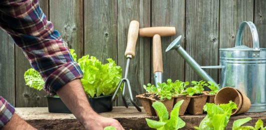 Horta caseira: o impacto da alimentação natural na saúde