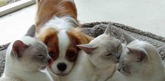 País europeu vai proibir venda de filhotes de cães e gatos em pet shops