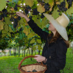 Villa Michelon mantém a tradição e é anfitrião da Abertura Oficial da Vindima