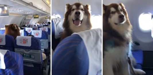 Permitiram que cachorro voasse do lado de seu dono deficiente e ele se comportou melhor que qualquer criança