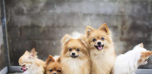 Veja quais são os nomes de cachorros mais populares do Brasil