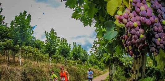 Maratona do Vinho reunirá mais de mil corredores