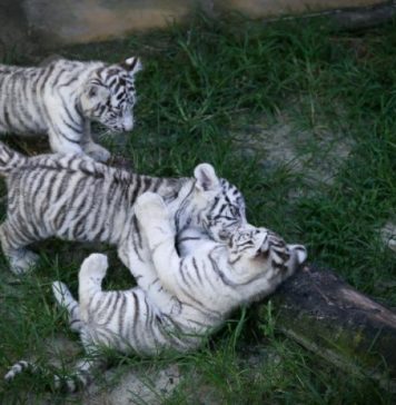 Beto Carrero World comemora nascimento dos primeiros filhotes de tigre branco no Brasil