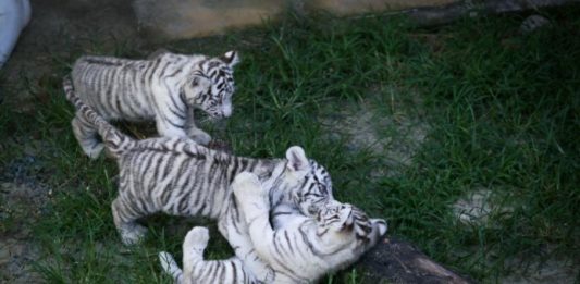 Beto Carrero World comemora nascimento dos primeiros filhotes de tigre branco no Brasil