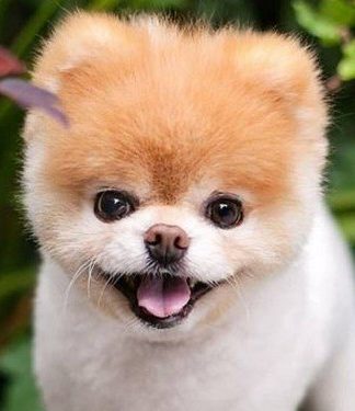 Cachorro ‘mais fofo do mundo’ e fenômeno nas redes sociais morre aos 12 anos
