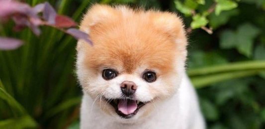 Cachorro ‘mais fofo do mundo’ e fenômeno nas redes sociais morre aos 12 anos
