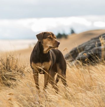 A Caminho de Casa conta a história da cachorrinha Bella