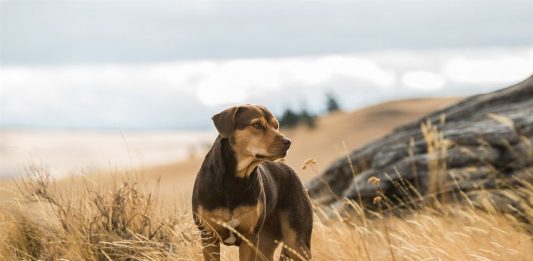 A Caminho de Casa conta a história da cachorrinha Bella