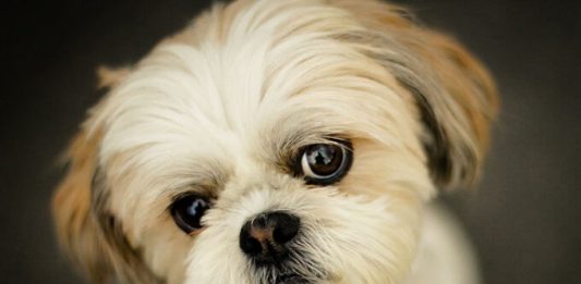 Dicas simples para distrair os shih tzu que ficam sozinhos em casa