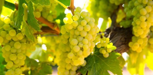 Chardonnay dos 4 cantos do mundo!