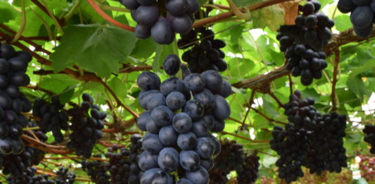 Novidades para a vitivinicultura na Serra Gaúcha