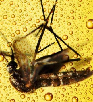 É verdade que beber cerveja aumenta as picadas de mosquito?