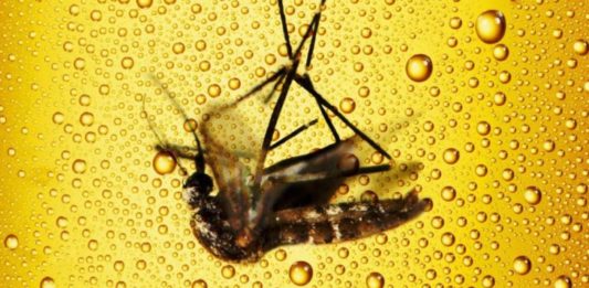 É verdade que beber cerveja aumenta as picadas de mosquito?