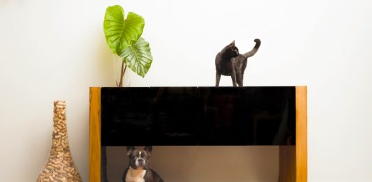 Cazu: conheça a loja brasiliense de móveis pet-friendly