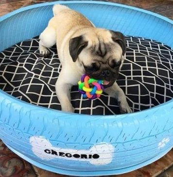 Artista recolhe pneus descartados e cria lindas camas para animais