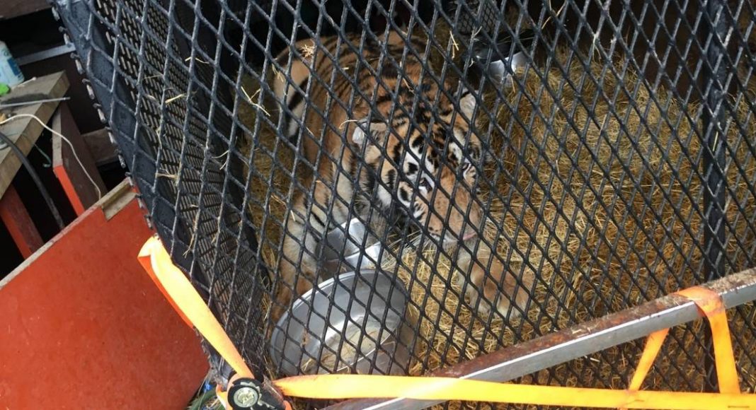 Homem invade casa abandonada e encontra um tigre