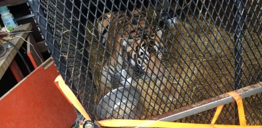 Homem invade casa abandonada e encontra um tigre