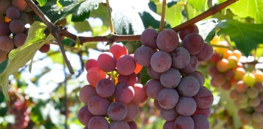 Embrapa lança cultivares de uvas produtivas e adaptadas ao Sul do país