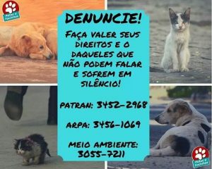 Denuncie maus tratados de animais