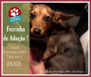 Feirinha de Adoção acontece neste sábado em Bento Gonçalves