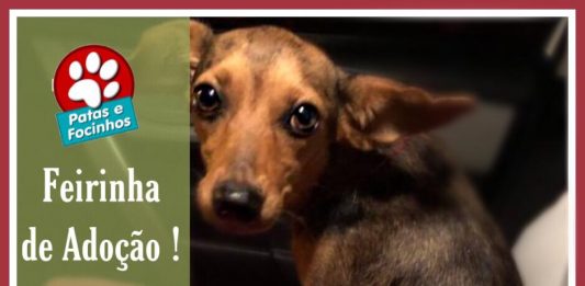 Feirinha de Adoção acontece neste sábado em Bento Gonçalves