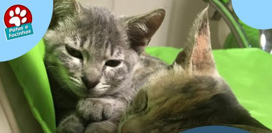 Feirinha de adoção da Ong Patas e Focinhos acontece neste sábado