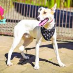 Feijoada da Ong Na Rua Nunca Mais acontece neste domingo