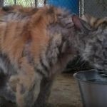 Tigresa de circo maltratada finalmente recebe todo o amor que merece!