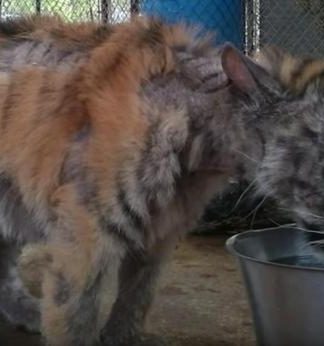 Tigresa de circo maltratada finalmente recebe todo o amor que merece!