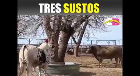 Três sustos em um