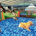 Bichinhos de estimação têm dia especial na ExpoBento