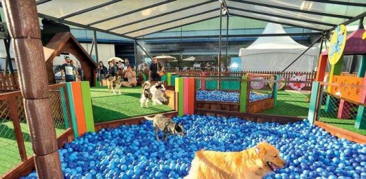 Bichinhos de estimação têm dia especial na ExpoBento