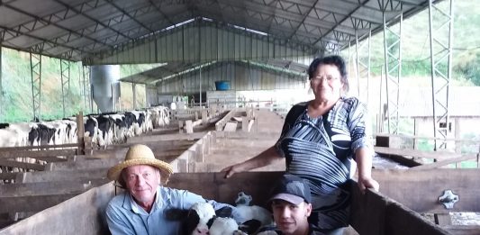 As três bezerras nasceram saudáveis em uma propriedade de Fagundes Varela. 