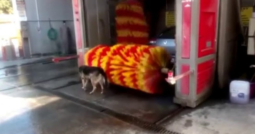 O cachorro que toma banho no lava rápido